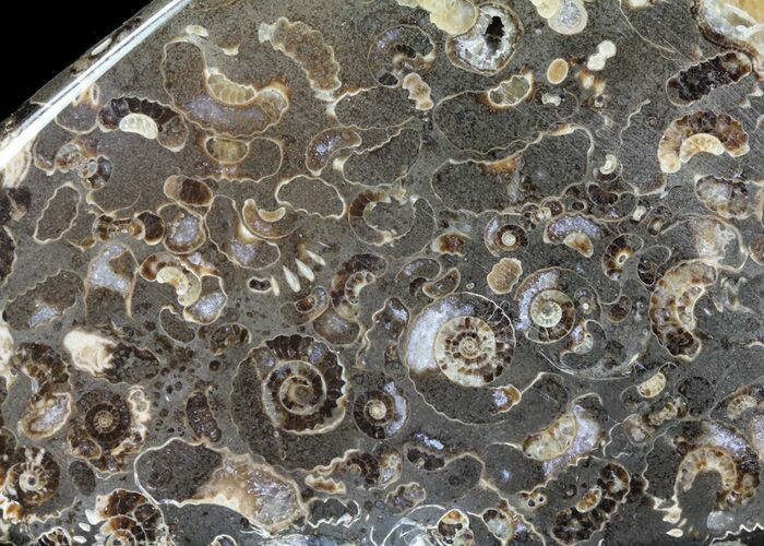 Polished Ammonite Fossil Slab - Marston Magna Marble #63851